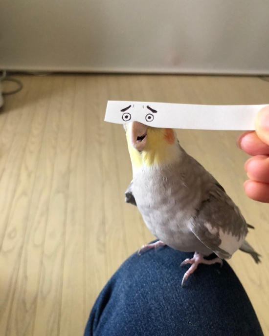 Using A Strip Of Paper To Give Birds Funny Eyes (7 pics)