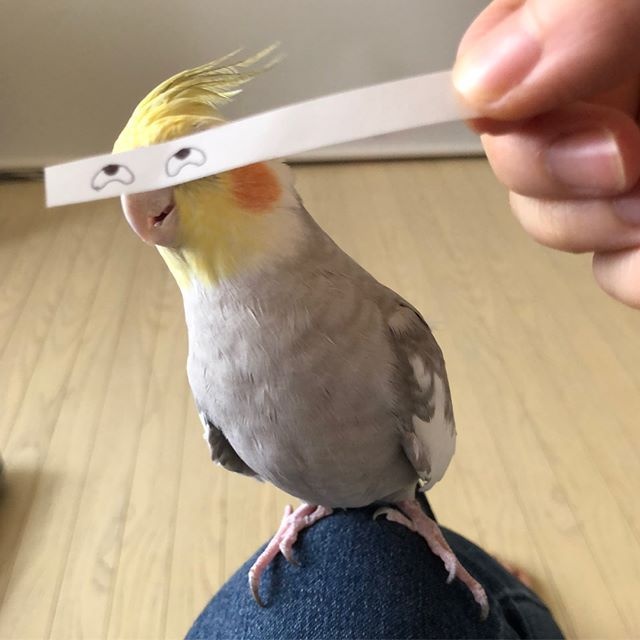 Using A Strip Of Paper To Give Birds Funny Eyes (7 pics)