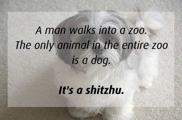 Stupid Jokes (25 pics)