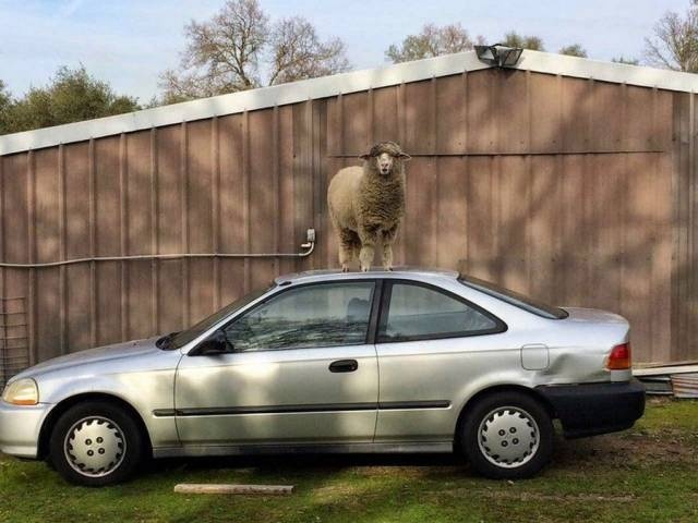 Acid Picdump (117 pics)