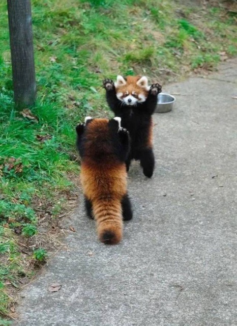 Acid Picdump (117 pics)