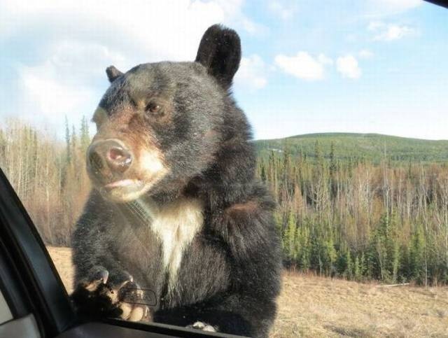Acid Picdump (117 pics)