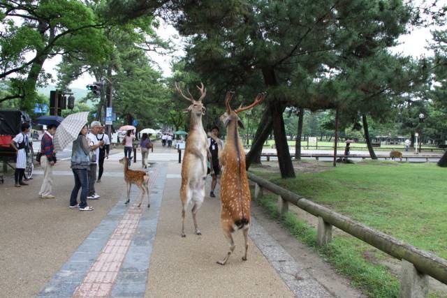 Acid Picdump (117 pics)
