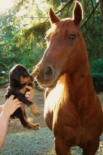 Funny Animals (47 pics)