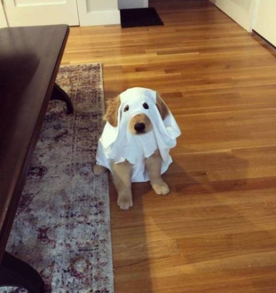 Funny Animals (47 pics)