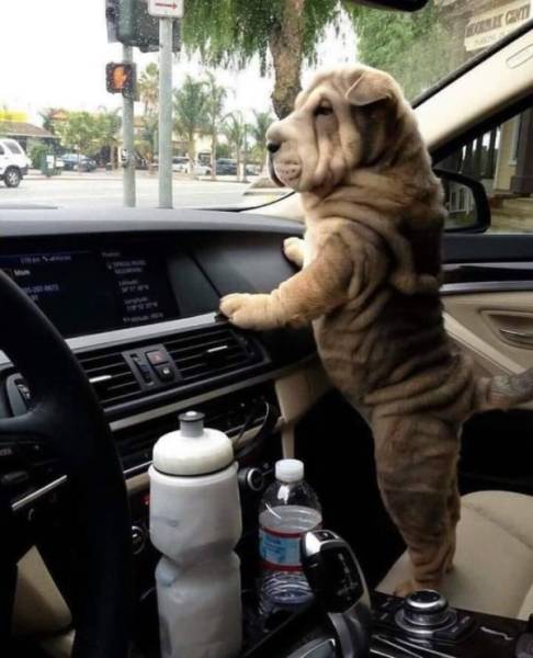 Funny Animals (47 pics)