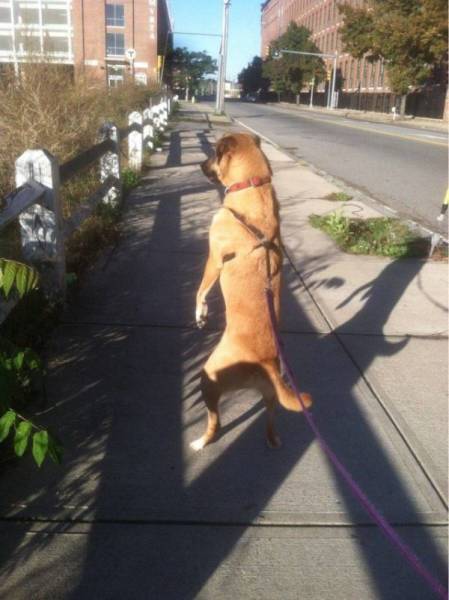 Funny Animals (47 pics)