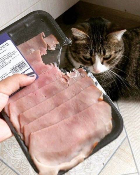 Funny Animals (47 pics)