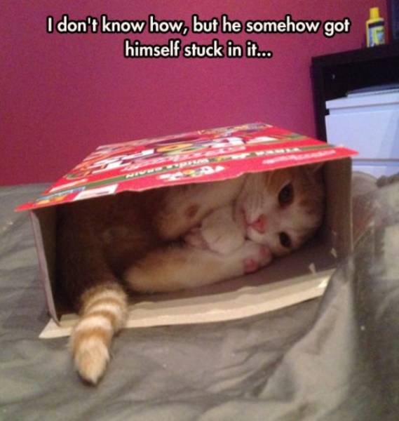 Funny Animals (47 pics)