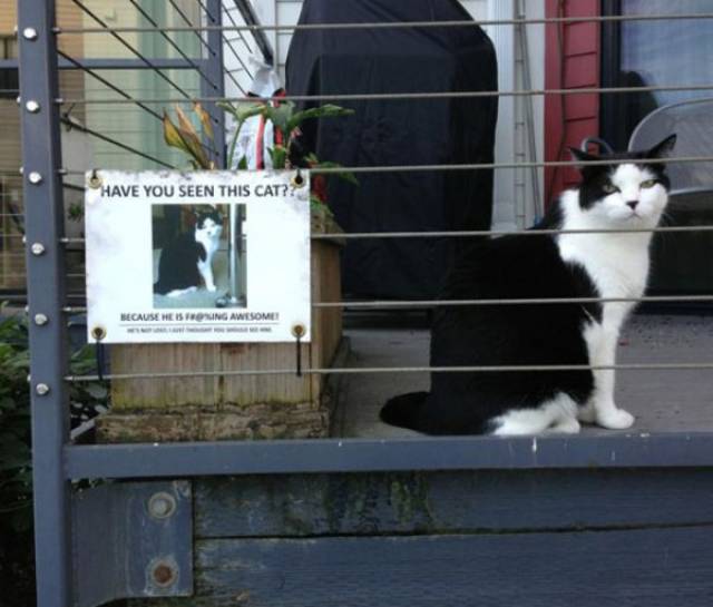 Funny Animals (47 pics)