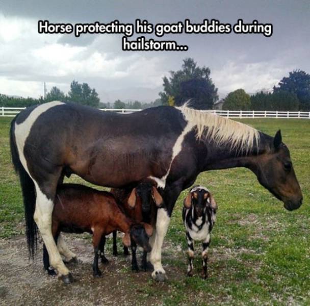 Funny Animals (47 pics)