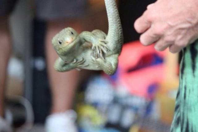 Funny Animals (47 pics)