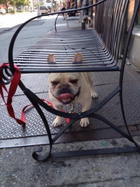 Funny Animals (47 pics)