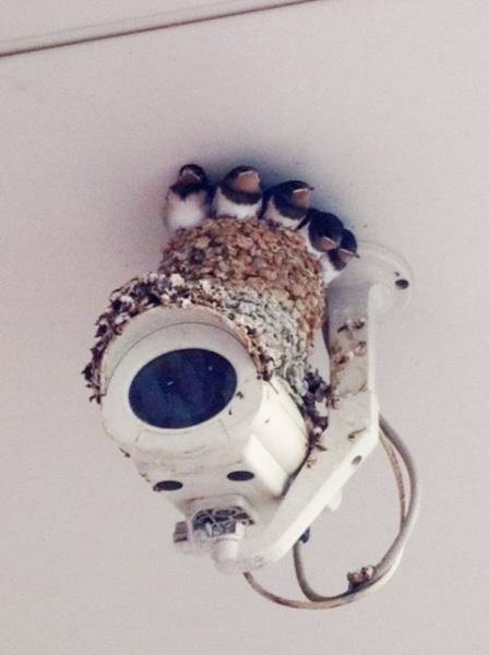 Funny Animals (47 pics)