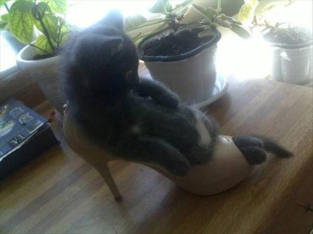Funny Animals (47 pics)