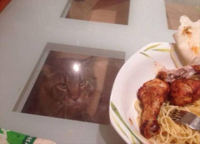 Funny Animals (47 pics)