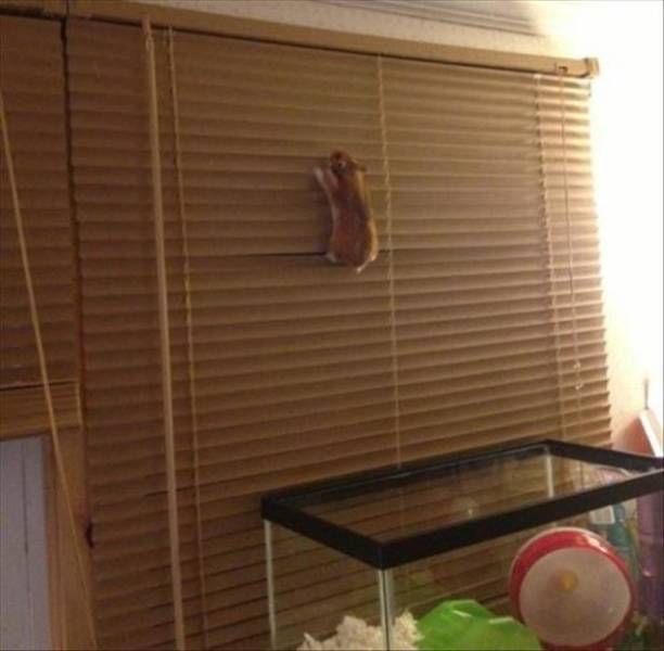 Funny Animals (47 pics)
