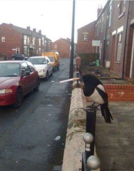Funny Animals (47 pics)