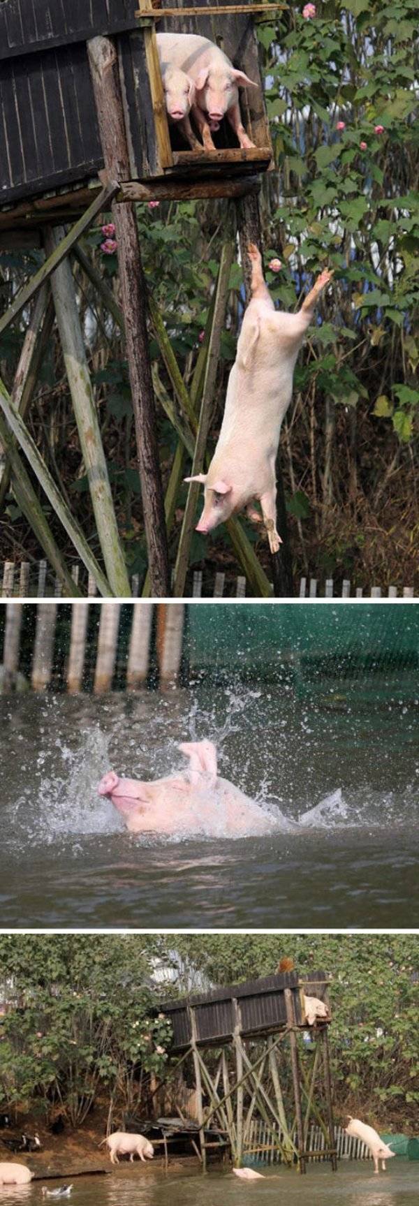 Funny Animals (47 pics)