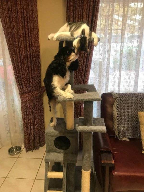 Funny Animals (47 pics)