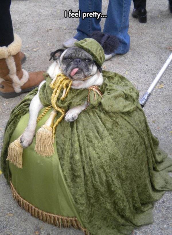 Funny Animals (47 pics)