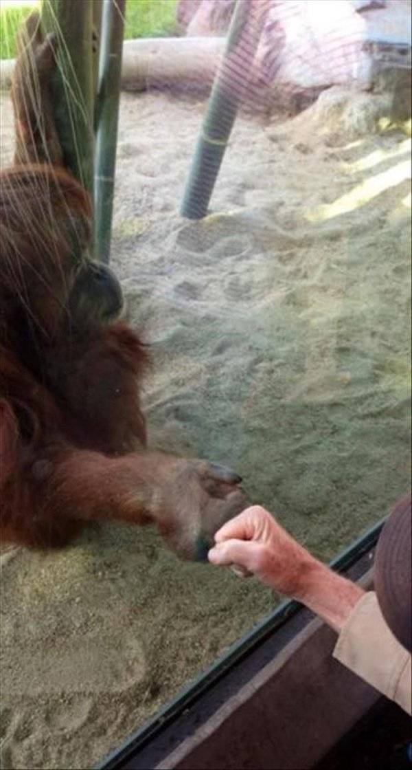 Funny Animals (47 pics)