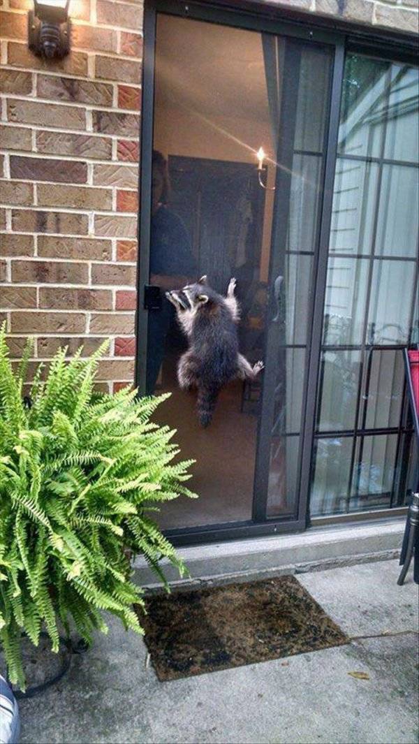 Funny Animals (47 pics)