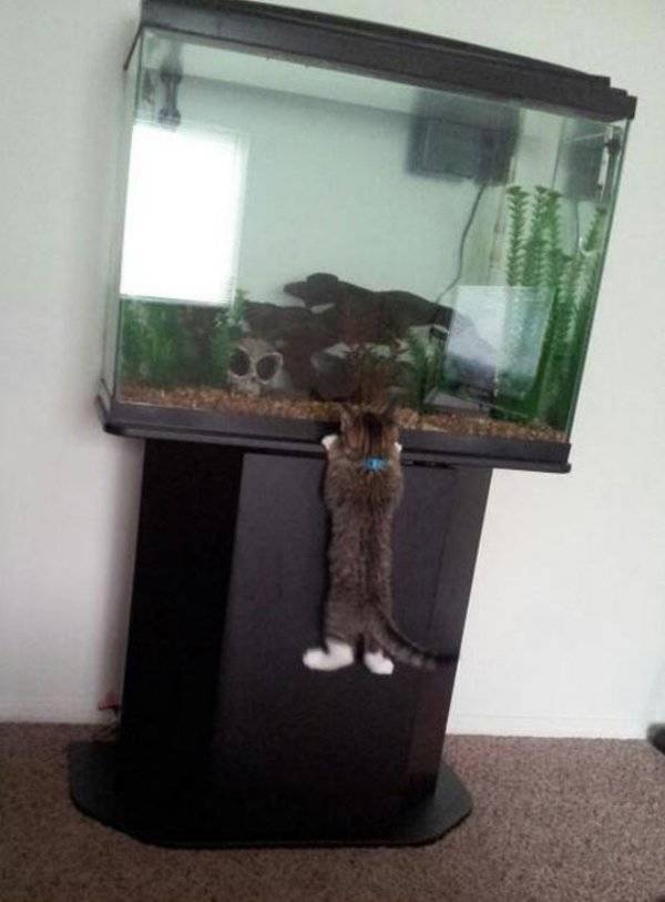 Funny Animals (47 pics)
