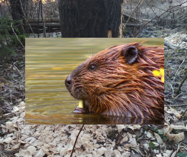 Beaver Work (3 pics)