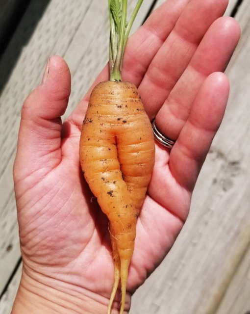 Seductive Carrots (20 pics)