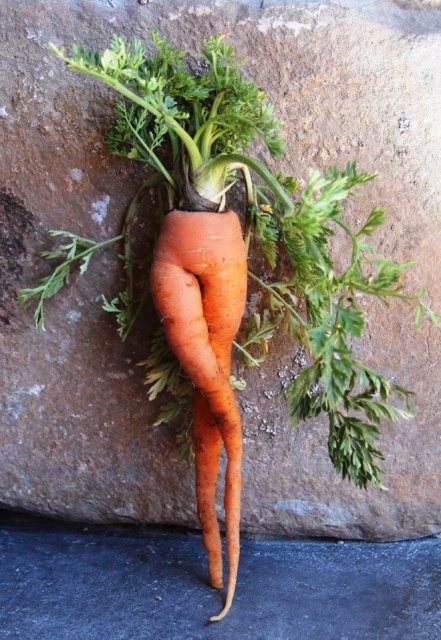 Seductive Carrots (20 pics)