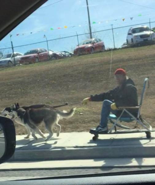 True Definition Of Laziness (36 pics)