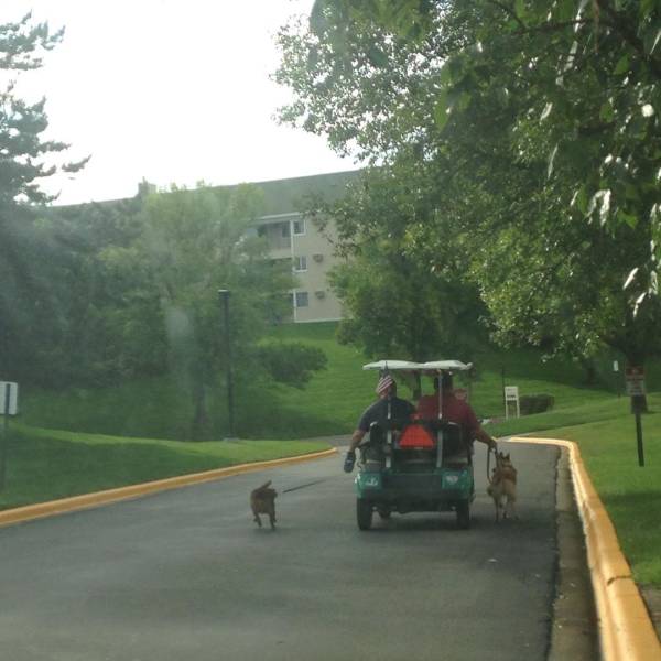 True Definition Of Laziness (36 pics)