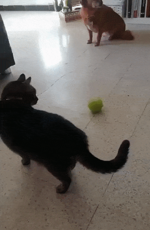 Animal GIFs (18 gifs)