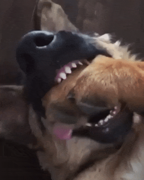 Animal GIFs (18 gifs)