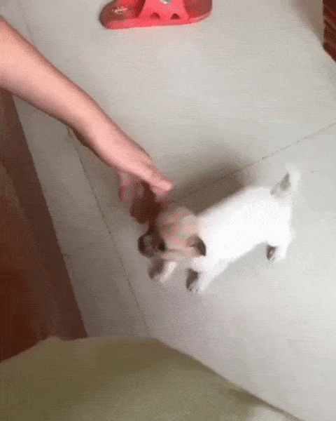 Animal GIFs (18 gifs)