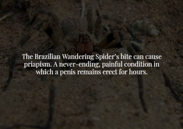 Creepy Facts (17 pics)