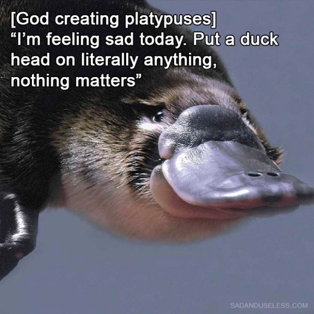 How God Created Animals (17 pics)