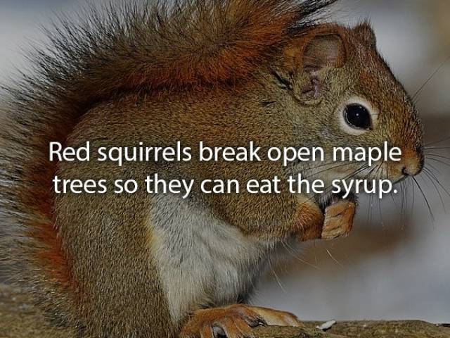 Strange Eating Habits Of Animals (20 pics)