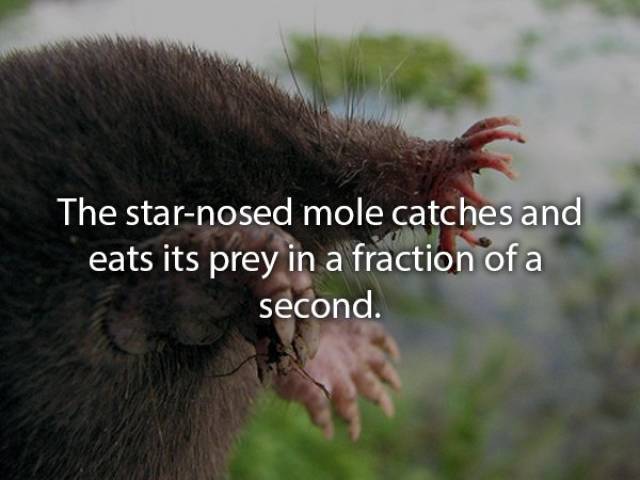 Strange Eating Habits Of Animals (20 pics)