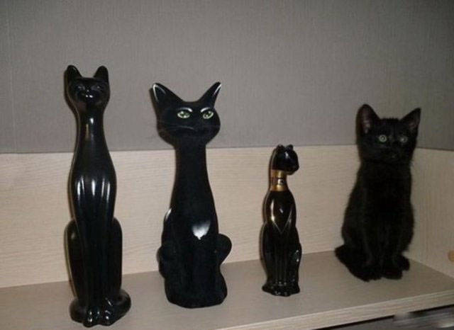 Which One Does Not Belong? (36 pics)