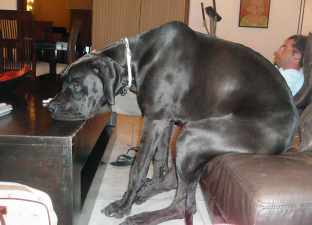 Great Danes Are The World’s Largest Lapdogs (33 pics)