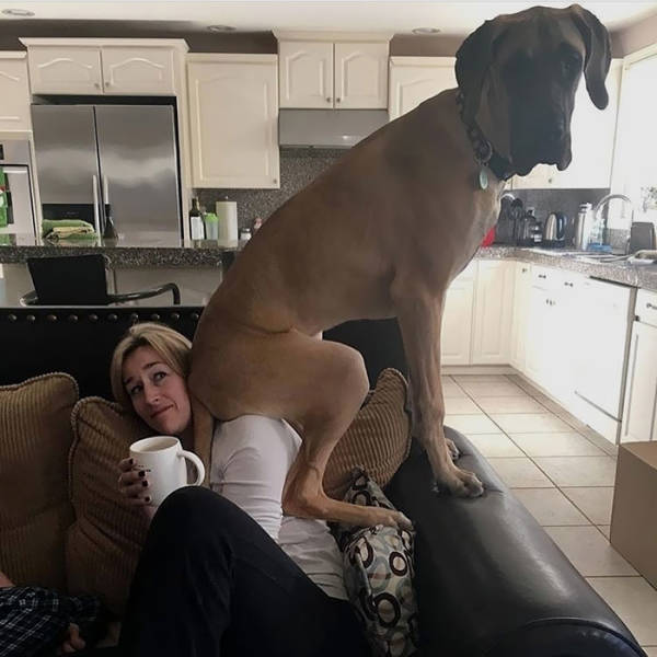 Great Danes Are The World’s Largest Lapdogs (33 pics)