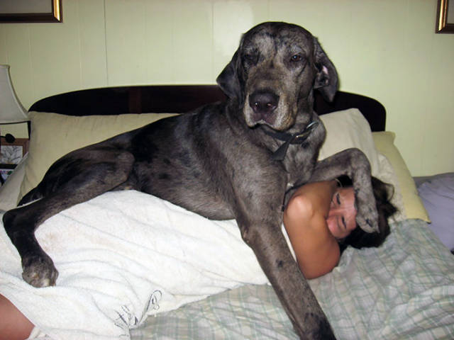 Great Danes Are The World’s Largest Lapdogs (33 pics)