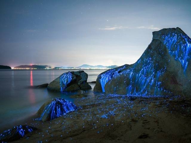 Acid Picdump (105 pics)