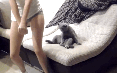 Acid Gifdump, November 26, 2018 (25 gifs)