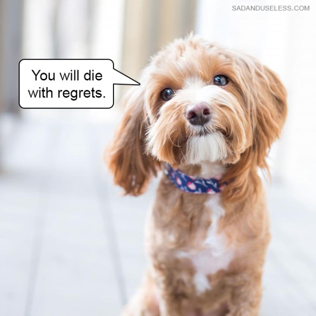 Hard Truths From Cute Puppies (18 pics)
