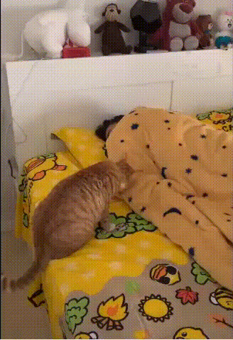 Acid Gifdump, November 27, 2018 (25 gifs)