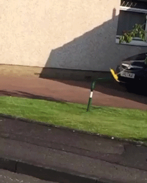 Acid Gifdump, November 27, 2018 (25 gifs)