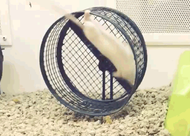 Acid Gifdump, November 27, 2018 (25 gifs)